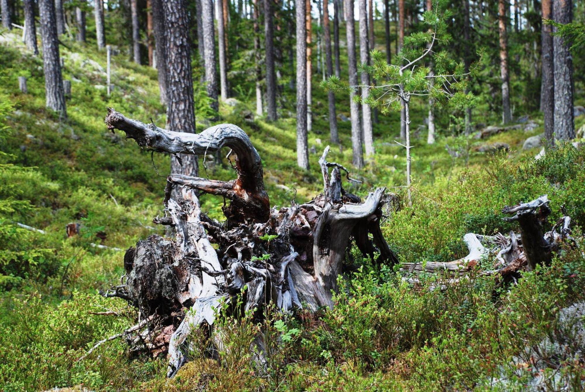 12 - Fulufjellets Nasjonalparker - Natur-, Dyre- Og Fugleopplevelser Ljordal Ngoại thất bức ảnh