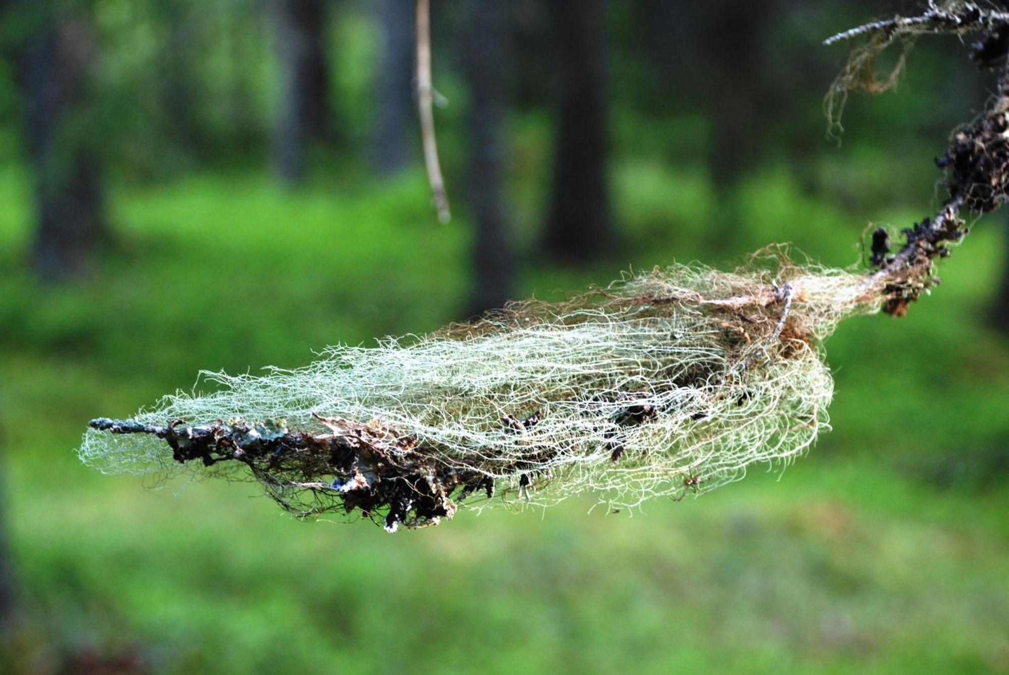 12 - Fulufjellets Nasjonalparker - Natur-, Dyre- Og Fugleopplevelser Ljordal Ngoại thất bức ảnh