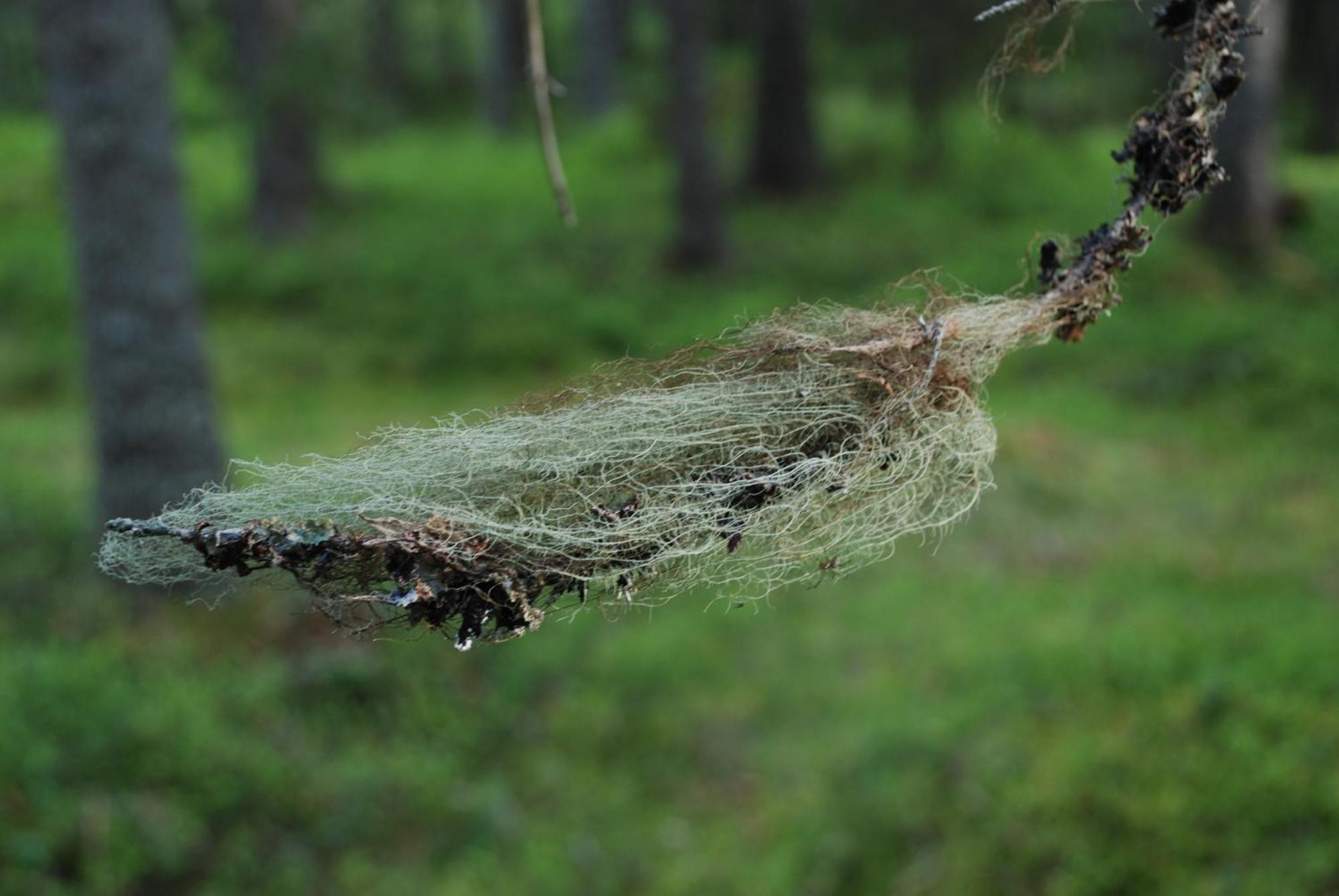12 - Fulufjellets Nasjonalparker - Natur-, Dyre- Og Fugleopplevelser Ljordal Ngoại thất bức ảnh